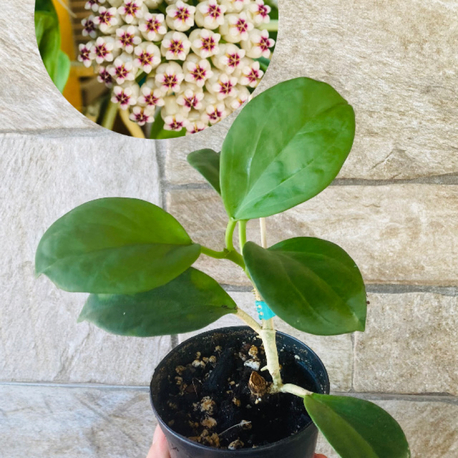 Hoya pachclada red