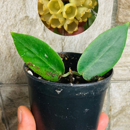 Hoya inflata 