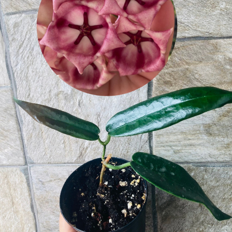 Hoya Arcboldiana 