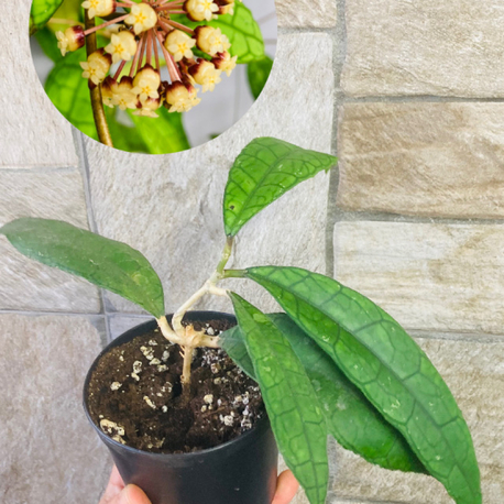 Hoya finlaysonii 