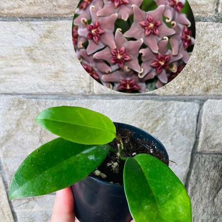 Hoya vitiensis 