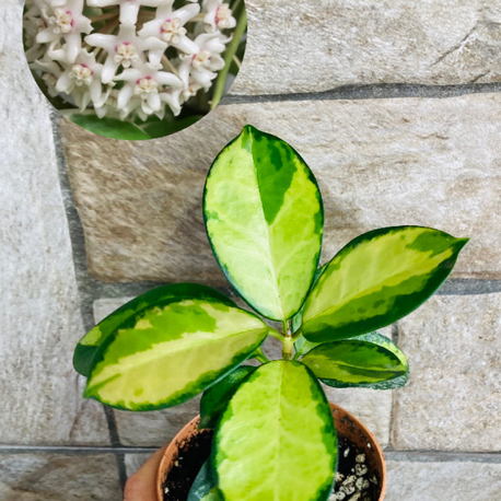 Hoya australis lisa 
