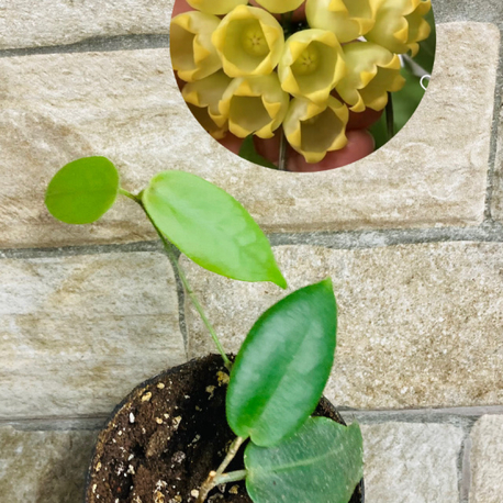 Hoya inflata 