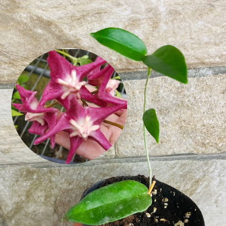 Hoya sv 441