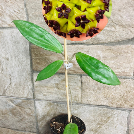 Hoya cinnamomifolia