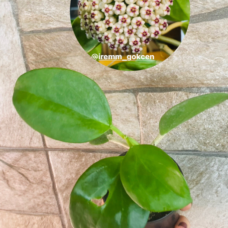 Hoya pachyclada red