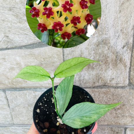 Hoya polynuera silver