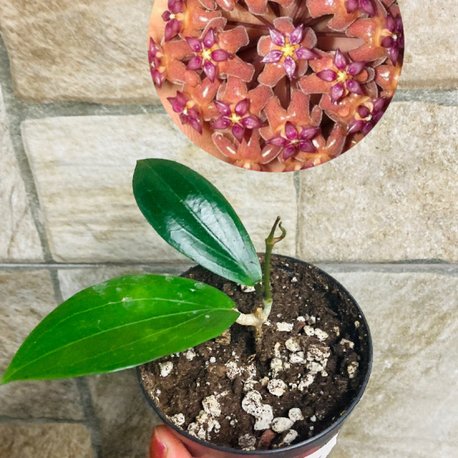 Hoya Lp 009