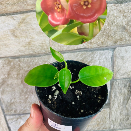 Hoya sp papua