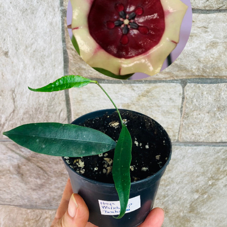 Hoya wallichii ssp tenebrosa slm 02