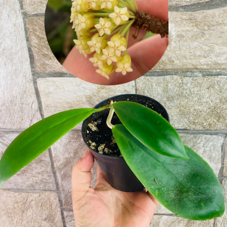 Hoya incarssata