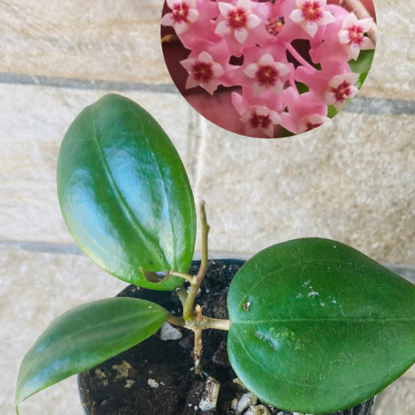 Hoya delichosparte pink