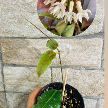 Hoya versteegii 