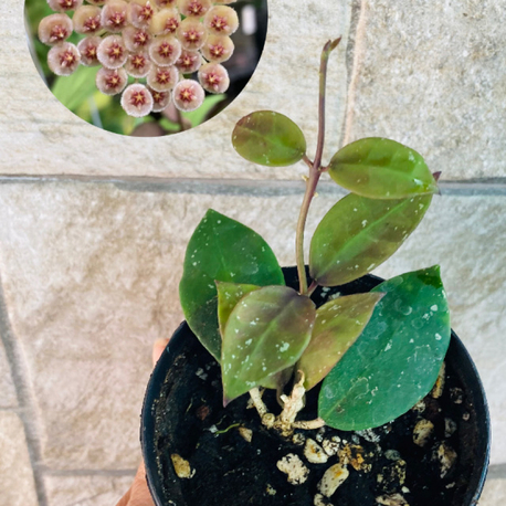 Hoya wallianiana ut 152