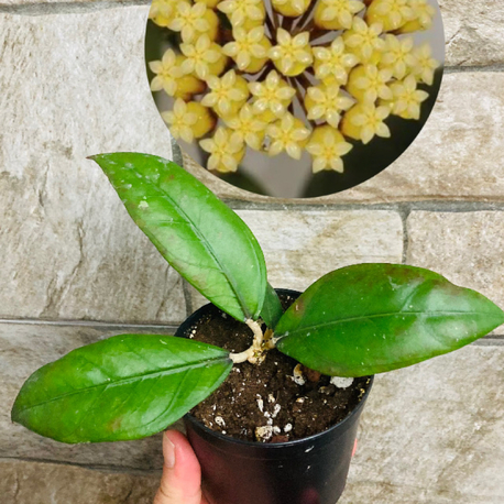 Hoya sp aceh gomas