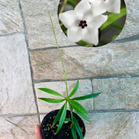 Hoya Pauciflora 