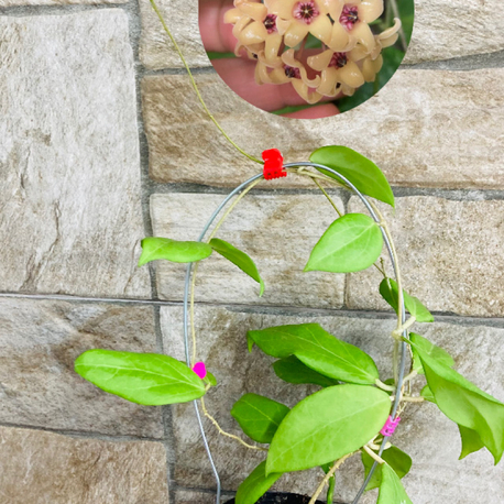 Hoya cutis porcelana 