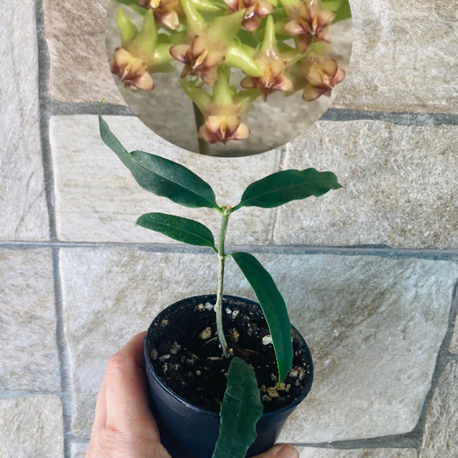 Hoya amriata