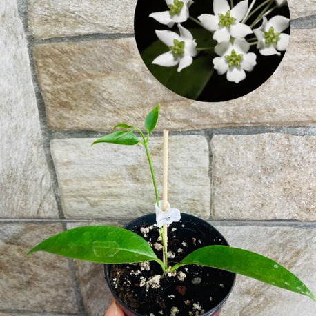 Hoya chloroleuca 