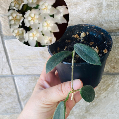 Hoya thomsonii white splash 