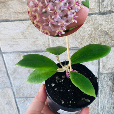 Hoya erytrostemma ut 048