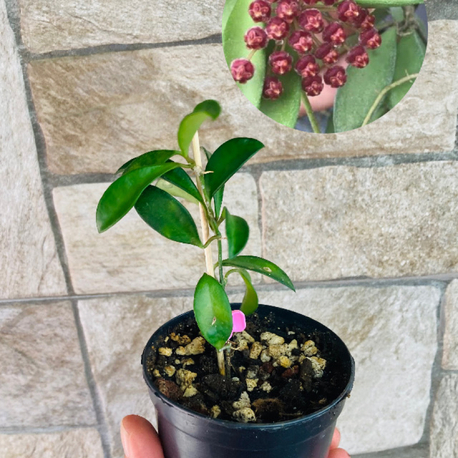 Hoya mini kentina 