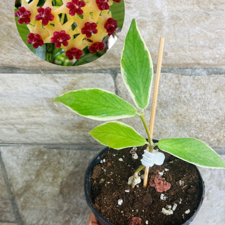 Hoya polyneura variegate