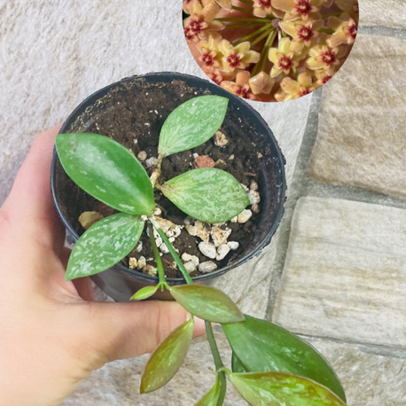 Hoya collina ir 26