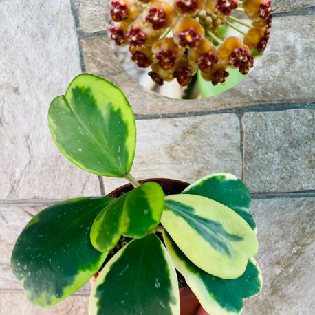 Hoya kerrii variegate 