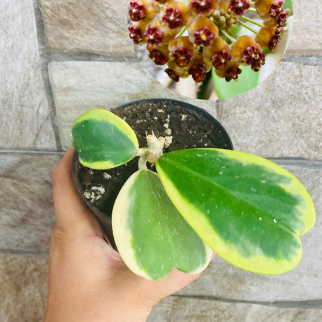 Hoya kerrii 
