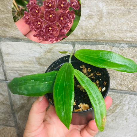 Hoya siariare red