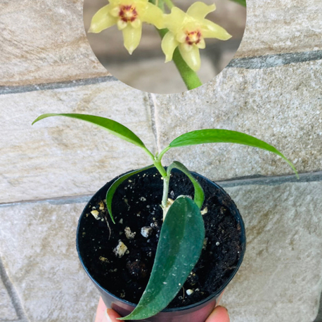 Hoya burmanica