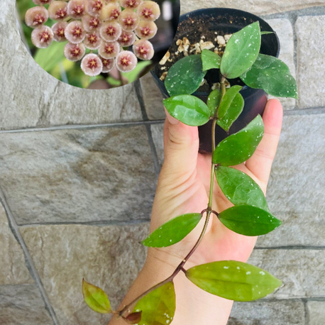 Hoya walliana ut 152