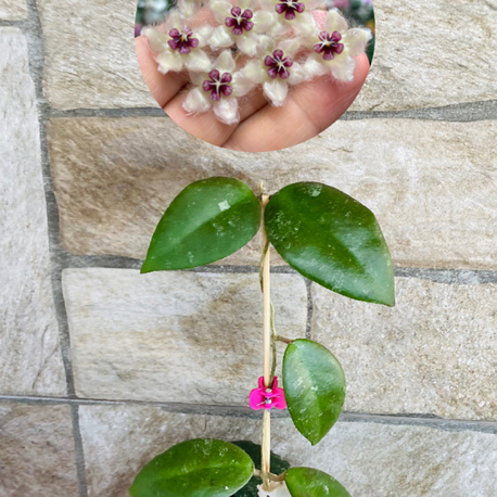 Hoya caudata sumatra 