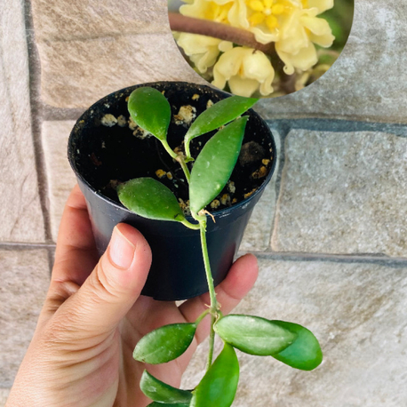 Hoya cv noona