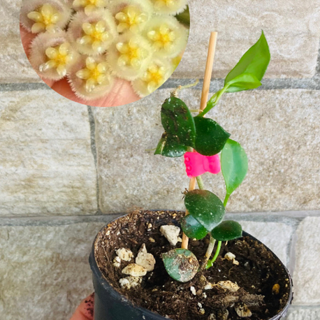 Hoya fraser hills