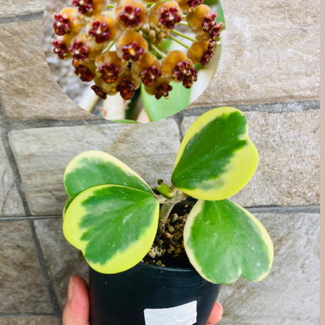 Hoya kerrii