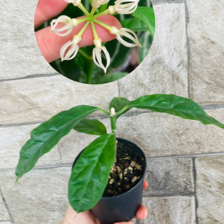 Hoya decipualae 