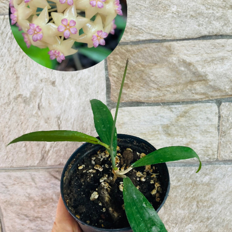 Hoya rindu rafflesia 