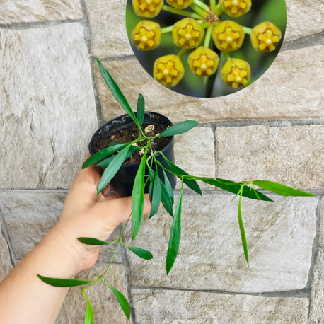Hoya odettea x tsangii