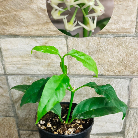 Hoya solokensis