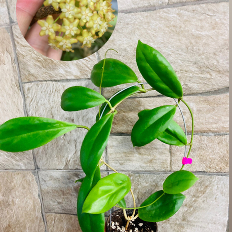 Hoya incarssata 