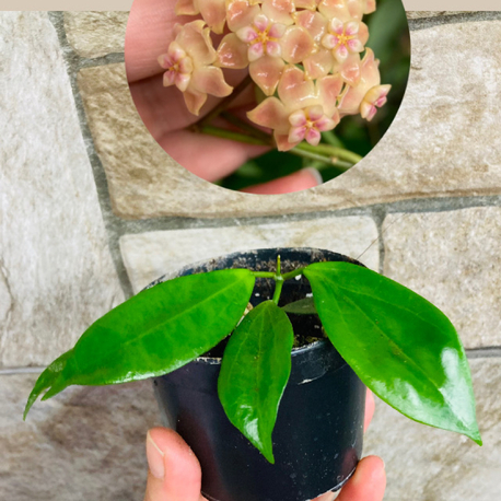 Hoya neo ebudica 