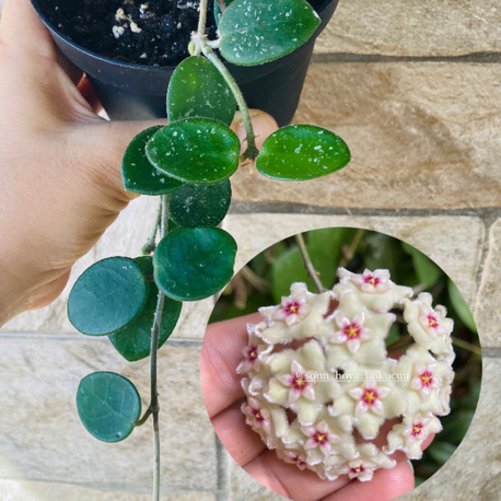 Hoya mathilde 