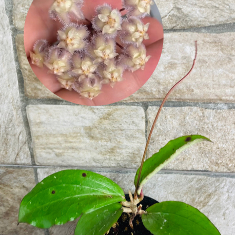 Hoya erythrina nara purple 