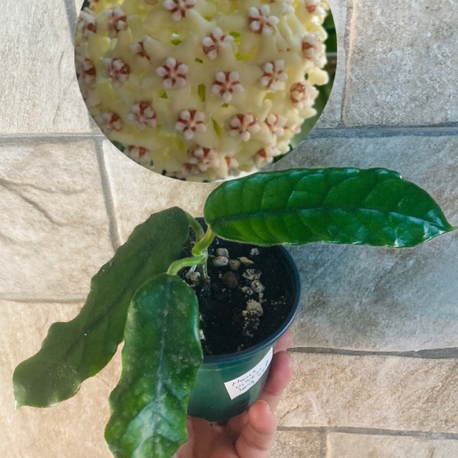 Hoya villosa long leaf