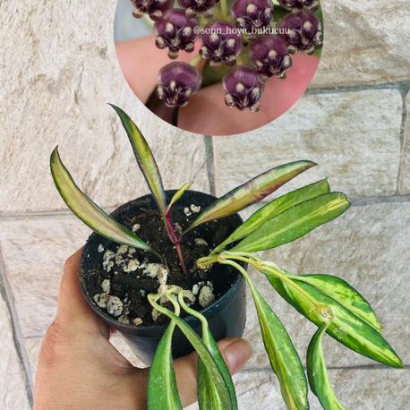 Hoya wayetii tricolar
