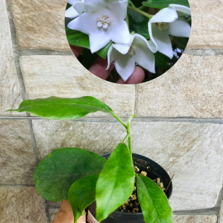 Hoya albiflora