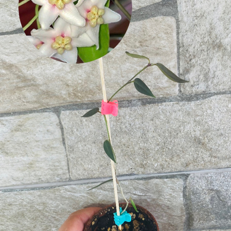 Hoya carii