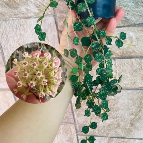 Hoya curtisii (büyük boy)